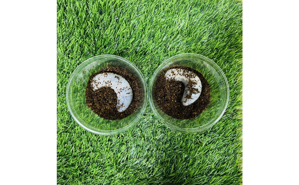 ヘラクレスオオカブト 幼虫 ペア