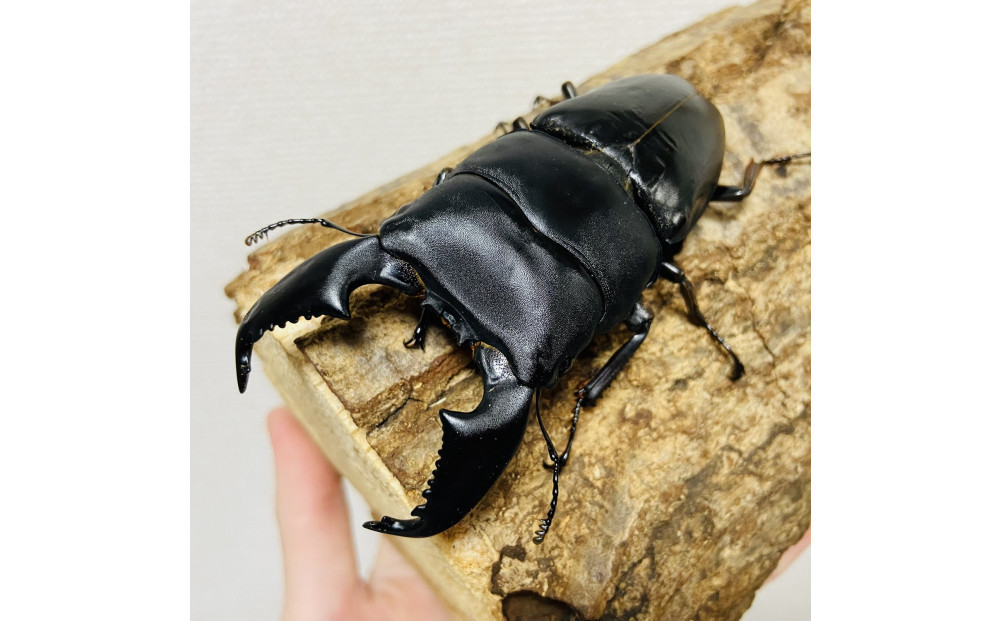 スマトラオオヒラタ 90mmUP 成虫 ペア