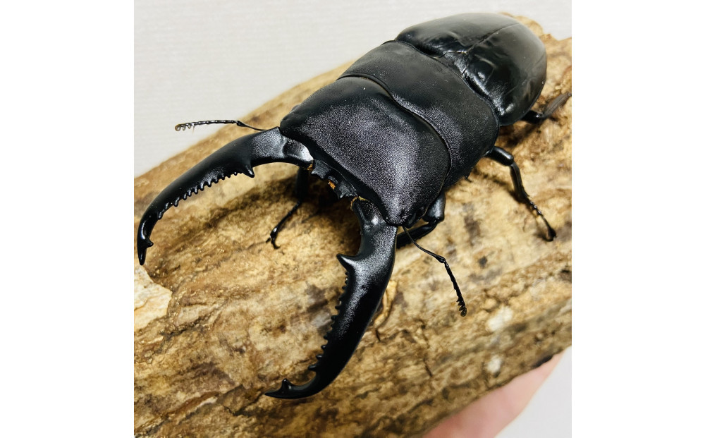 パラワンオオヒラタ 95mmUP 成虫 ペア