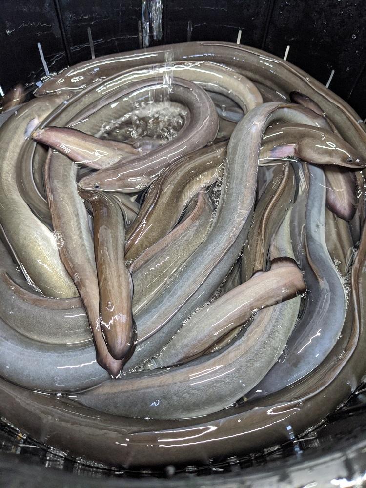 鰻 うなぎ 蒲焼き 1尾 約165g-180g