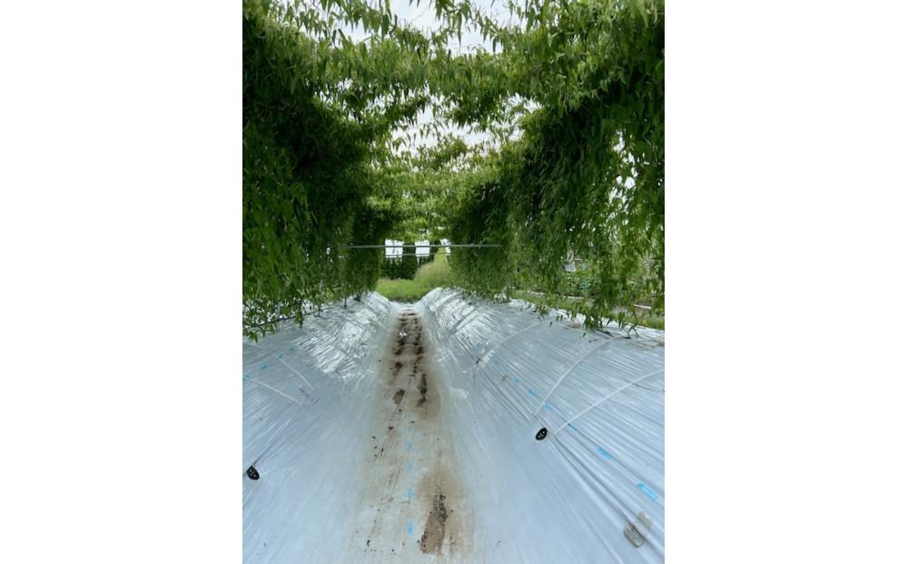 【2026年2月より順次発送】自然薯 すりおろし 冷凍 50g×5パック