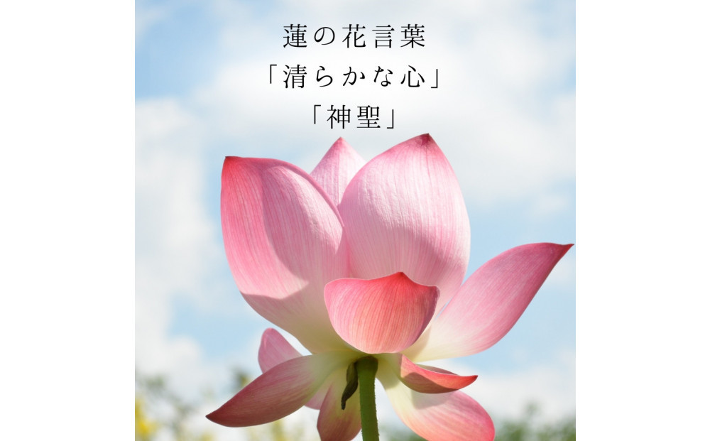 天然の蓮の花びらがはいったピアス