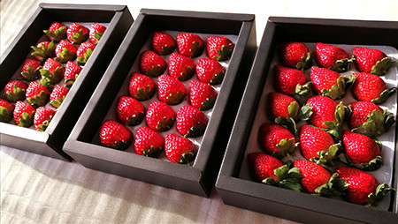 苺三種の宴・特選品 (紅ほっぺ・幸の香・みおしずく)  (各9玉～18玉入化粧箱・400ｇ以上)×3箱 下笠いちご園