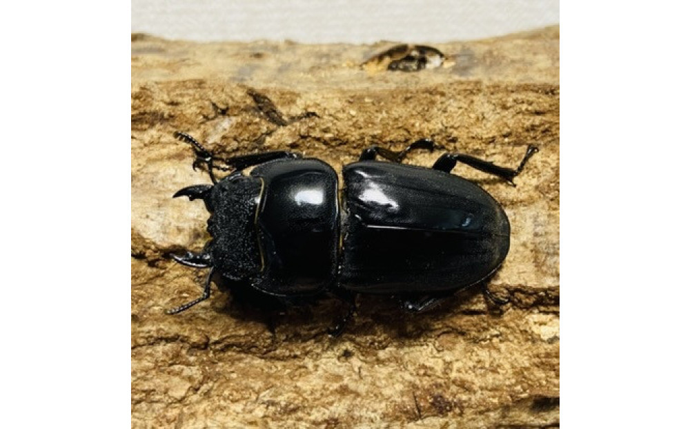 スマトラオオヒラタ 90mmUP 成虫 ペア