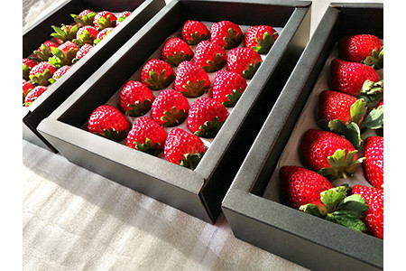 苺三種の宴・特選品 (紅ほっぺ・幸の香・みおしずく)  (各9玉～18玉入化粧箱・400ｇ以上)×3箱 下笠いちご園