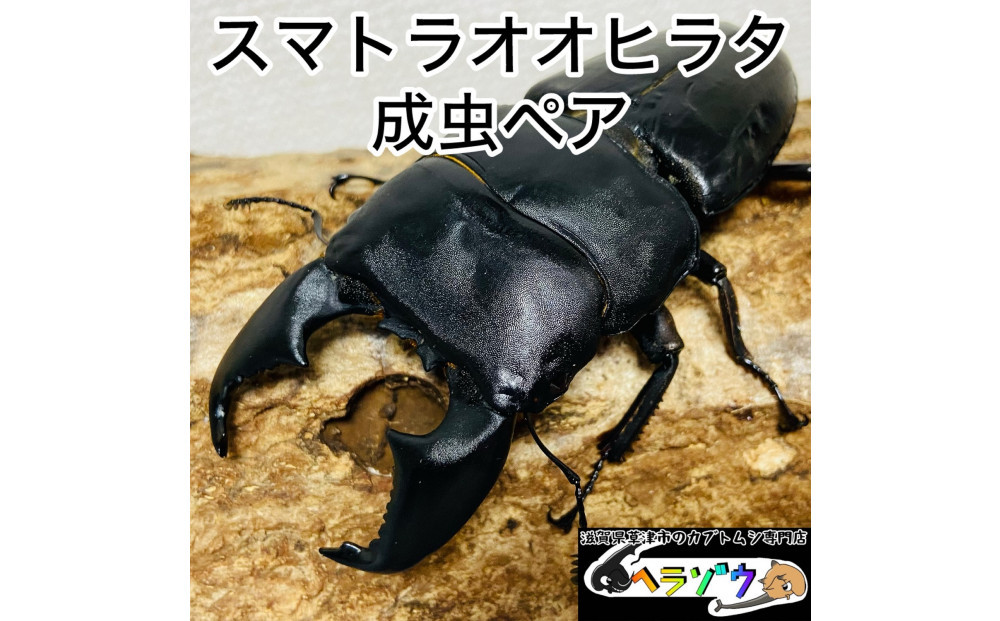 スマトラオオヒラタ 90mmUP 成虫 ペア