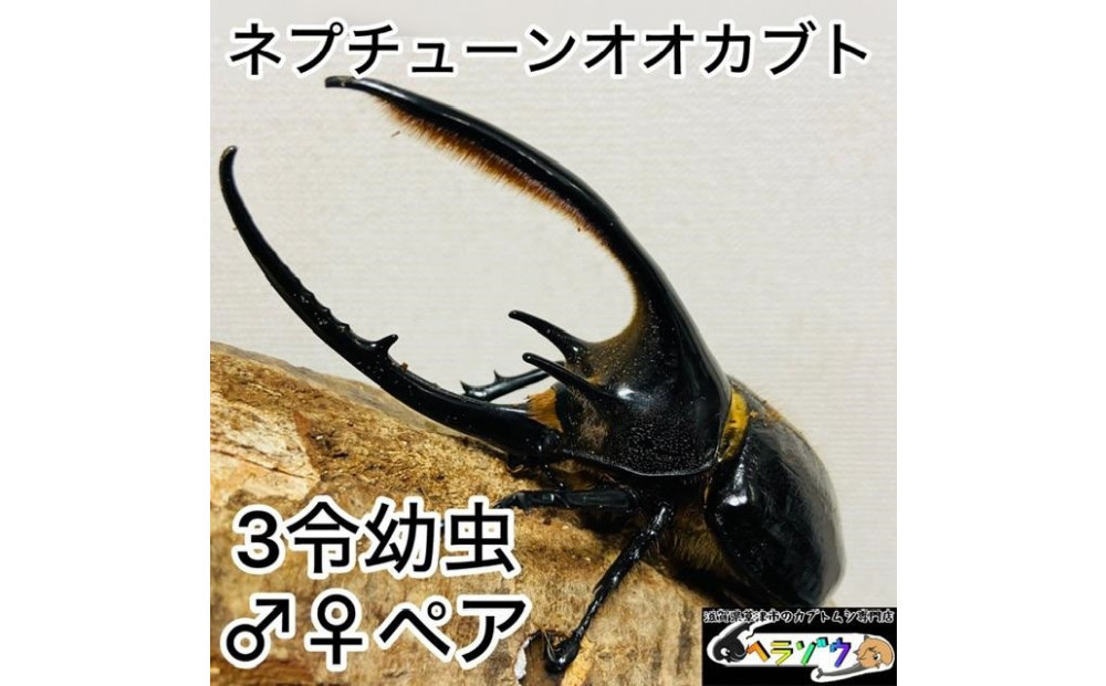 ネプチューンオオカブト 幼虫 ペア