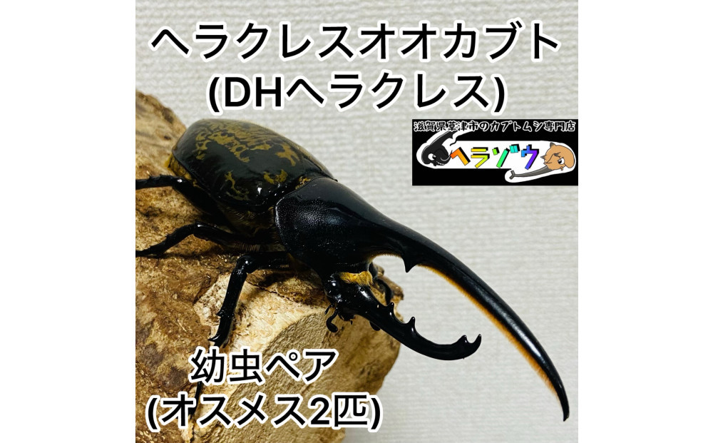 ヘラクレスオオカブト 幼虫 ペア