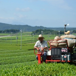 滋賀県産 【はね出し玉露の茎茶】 100g×5 合計約166杯分