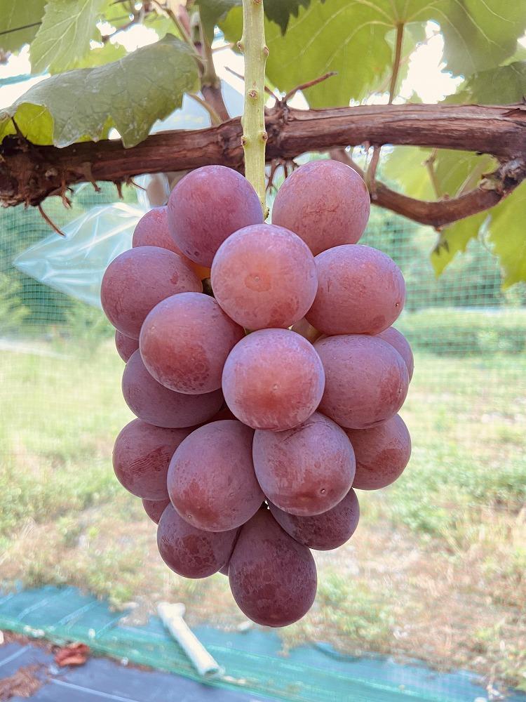 朝採り 旬のぶどう 2色セット 1.0kg～1.2kg（シャインマスカット入り)【2026年発送】