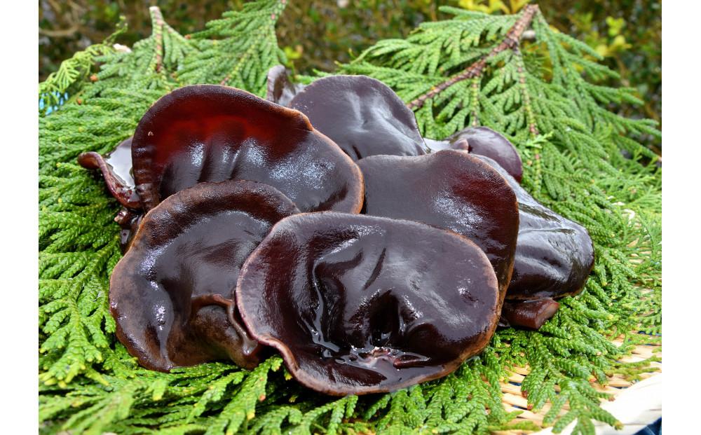 ニンニンきくらげ 生きくらげ 2kg （ 200g × 10パック ）