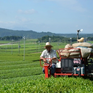日常茶におすすめ 茶銘 近江路 1kg 【約333杯分】