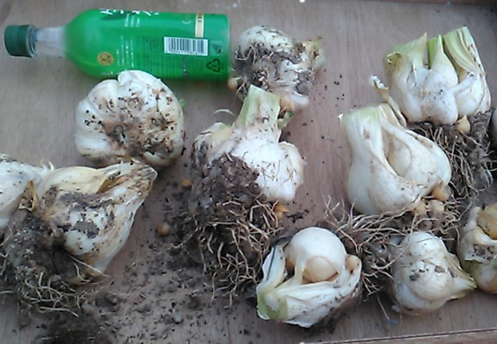 じゃんぼ黒忍にく（甲賀産ジャンボ黒にんにく）