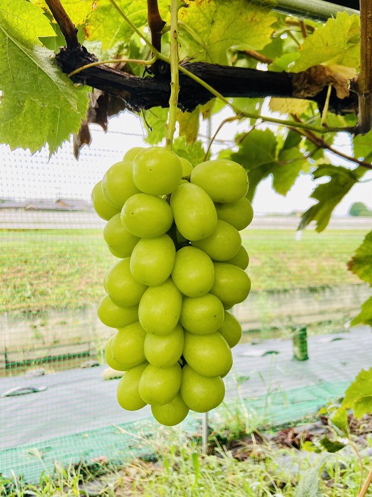 朝採り 旬のぶどう シャインマスカット詰合せ 1.5kg～1.7kg【2026年発送】