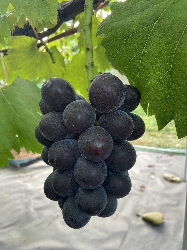 朝採り 旬のぶどう おまかせセット 1.0kg～1.2kg【2026年発送】