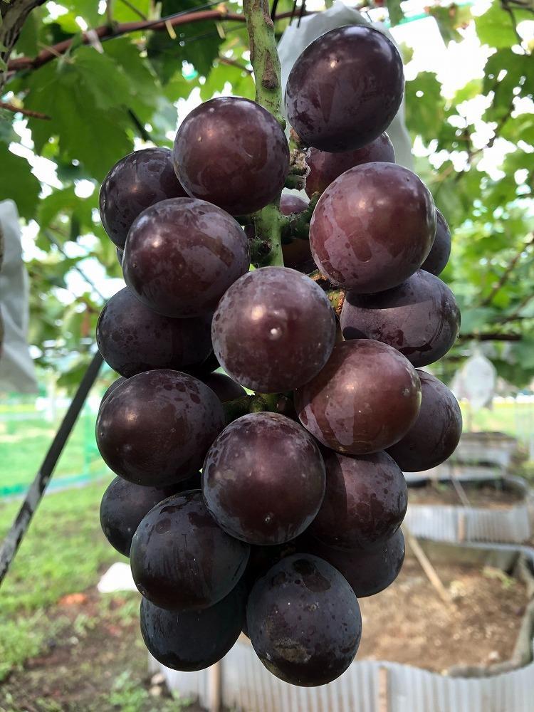 朝採り 旬のぶどう 3色食べ比べ詰合せ 1.5kg～1.7kg(シャインマスカット入り)【2026年発送】