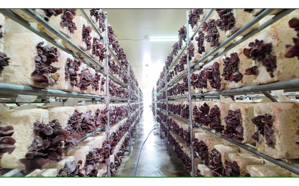 ニンニンきくらげ 乾燥きくらげ 200g（50g × 4袋）