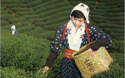 1200年の伝統の味と香り「特選あさみや茶」