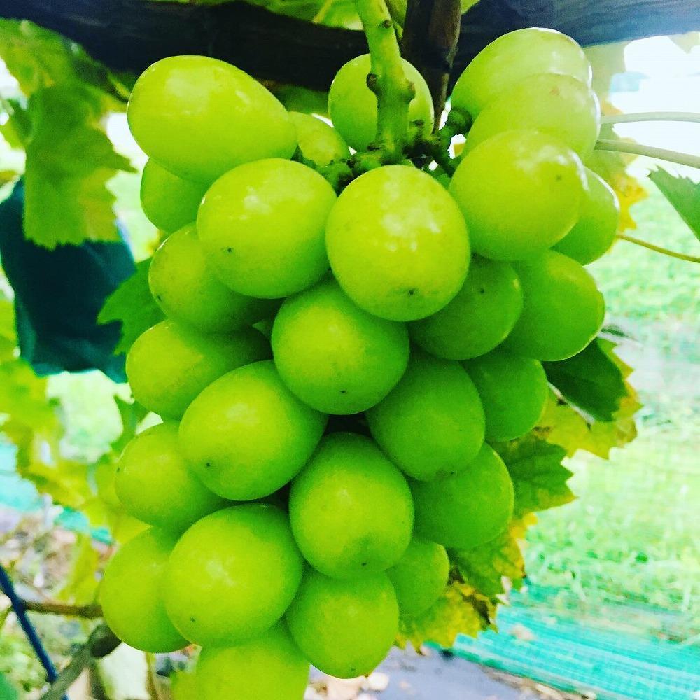 朝採り 旬のぶどう 3色食べ比べ詰合せ 1.5kg～1.7kg(シャインマスカット入り)【2026年発送】