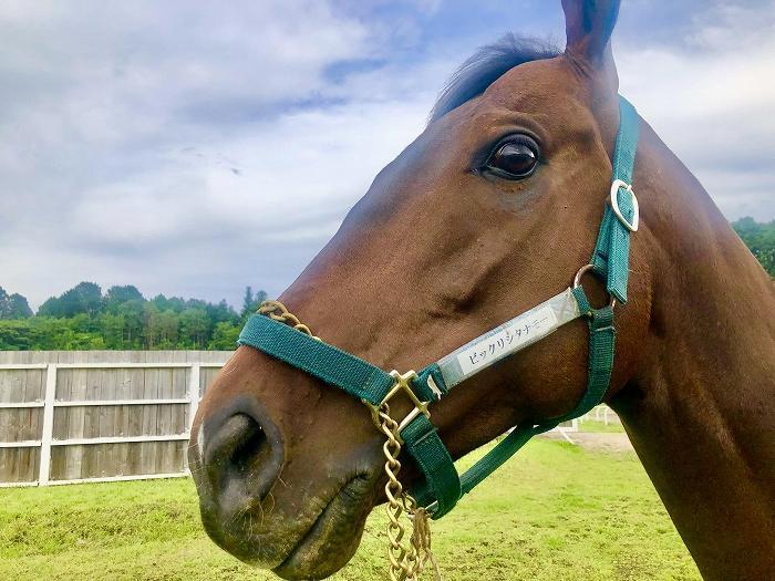 乗馬体験ご優待券