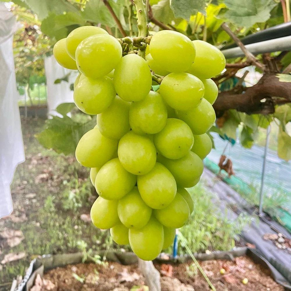 朝採り 旬のぶどう 3色食べ比べ詰合せ 1.5kg～1.7kg(シャインマスカット入り)【2026年発送】