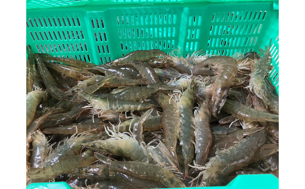 甲賀水晶えび 200g × 3パック