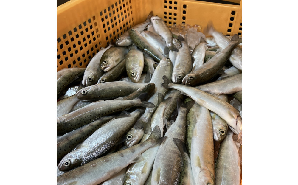 甲賀びわます “ささゆり”　 天ぷらサイズ 5尾入り×4パック