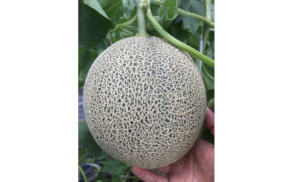 KOSOLメロンシャーベット【６個入り】