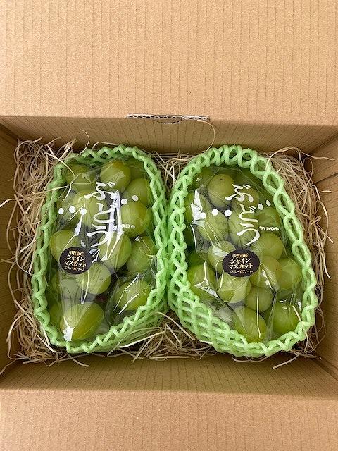 朝採り 旬のぶどう シャインマスカット 2房セット 1.0kg～1.2kg【2026年発送】
