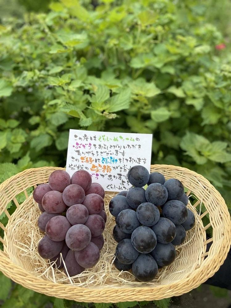 朝採り 旬のぶどう おまかせセット 1.0kg～1.2kg【2026年発送】
