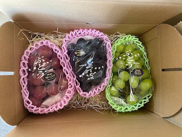 朝採り 旬のぶどう 3色食べ比べ詰合せ 1.5kg～1.7kg(シャインマスカット入り)【2026年発送】