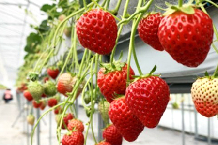 [贈答用] 滋賀県湖南市産 摘みたて完熟 いちご [0169]