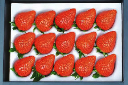 [贈答用] 滋賀県湖南市産 摘みたて完熟 いちご [0169]