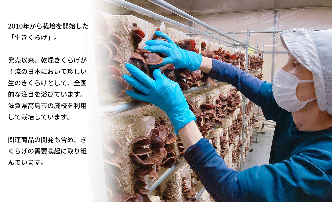 【D-709】共栄精密　淡海きのこ　生きのこセット 生きくらげ・生しいたけ（よかもんパッケージ入り）［高島屋選定品］