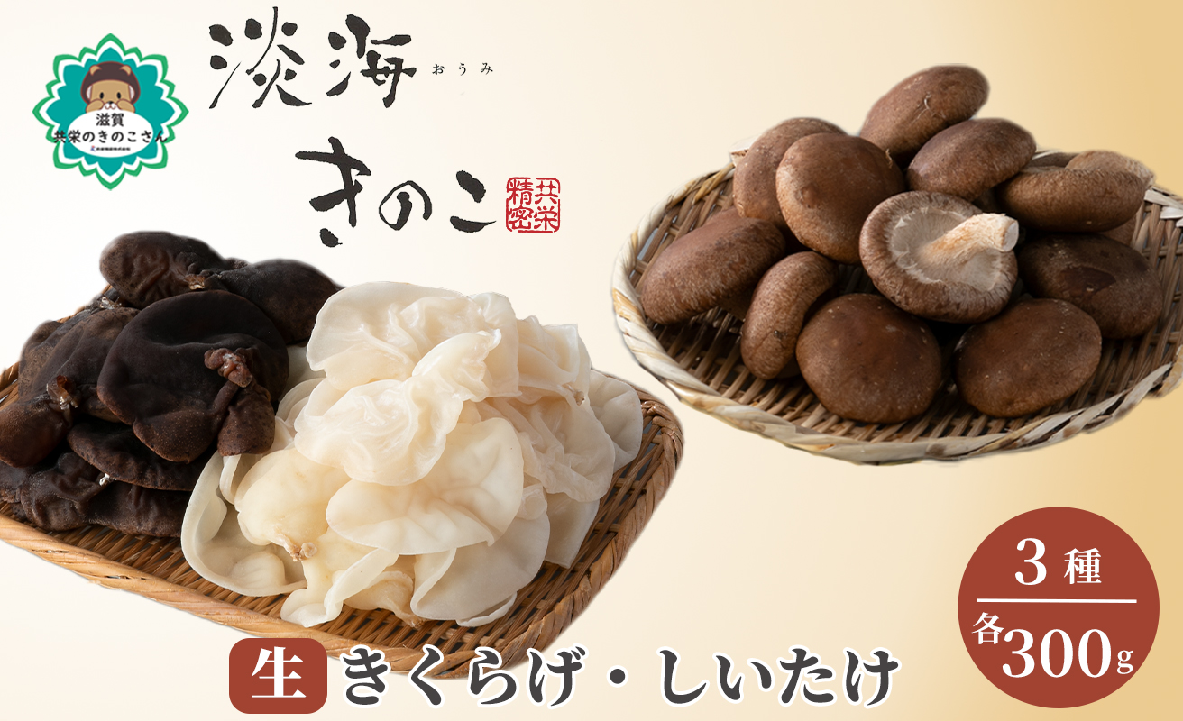 【D-709】共栄精密　淡海きのこ　生きのこセット 生きくらげ・生しいたけ（よかもんパッケージ入り）［高島屋選定品］