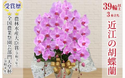 近江の胡蝶蘭 3本立ち 39輪以上 株式会社エフレボ 滋賀県 東近江市 AA06 近江 胡蝶蘭 3本立ち 39輪 花 フラワー ギフト プレゼント 贈り物 お祝い お供え 滋賀県産 産地直送