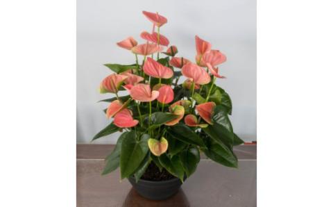 愛んすりうむ（アンスリウム）XL-浅（3株寄植え／浅鉢） 湖東フラワー 滋賀県 東近江市 D09 アンスリウム アンスリューム 観葉植物 鉢植え 花 プレゼント ギフト お祝い お供え インテリア フラワー グリーン リビング 玄関 飾り おしゃれ 手入れ簡単 長持ち 室内 贈答 滋賀県産 ボリューム 3株 浅鉢