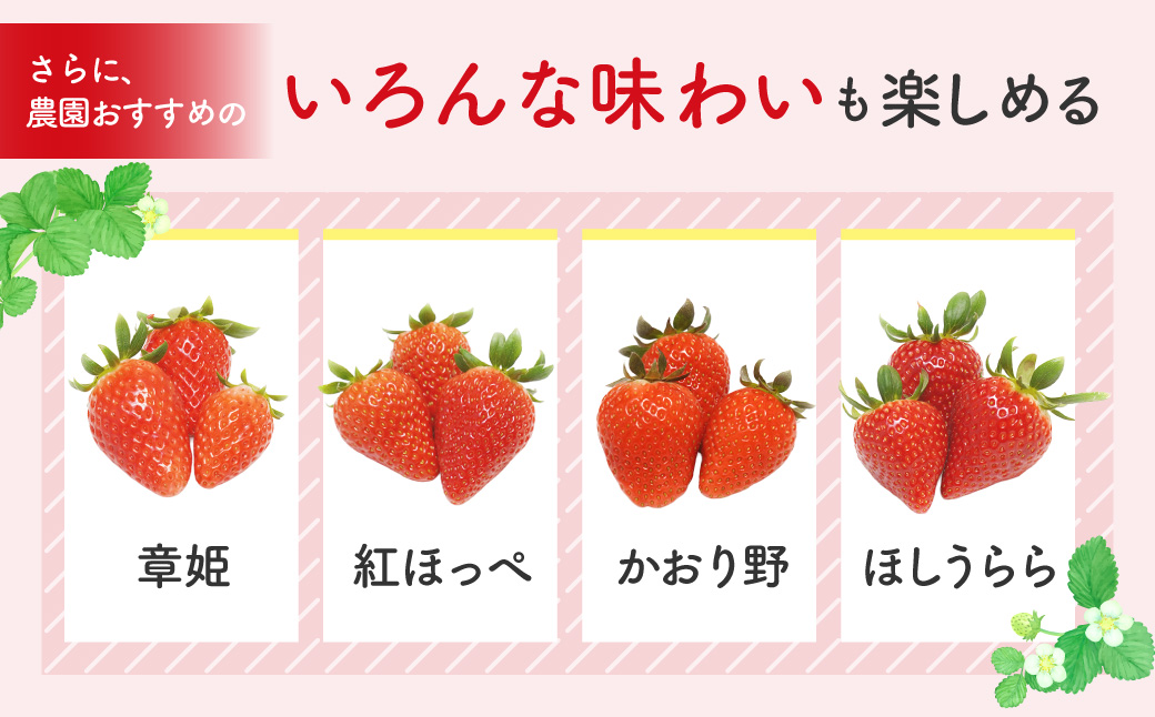 いちご4パック(みおしずく+おまかせ) いちご農園ぐっど・べりー 滋賀県 東近江市 A-B03 いちご 苺 みおしずく 滋賀県産 食べ比べ フルーツ 果物 デザート 旬 直送 大容量