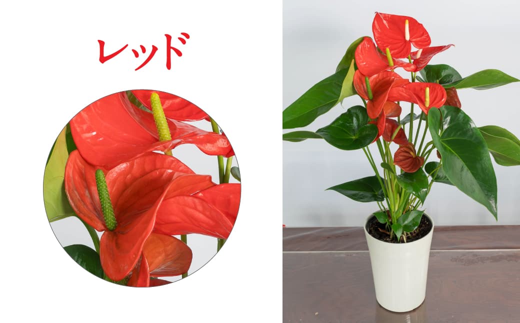 愛んすりうむS アンスリウム 湖東フラワー 滋賀県 東近江市 A-D12 観葉植物 鉢植え 花 プレゼント ギフト お祝い お供え インテリア フラワー グリーン リビング 玄関 飾り おしゃれ