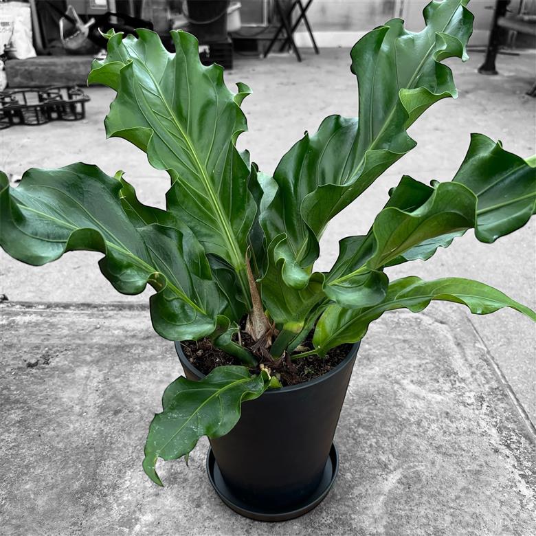 アンスリウム(アンスリューム) フーケリー 6号 湖東フラワー 滋賀県 東近江市 A-G18 アンスリウム アンスリューム 観葉植物 鉢植え 花 プレゼント ギフト お祝い お供え インテリア リビング 玄関 飾り おしゃれ 珍しい 希少 原種