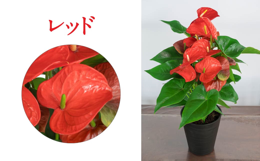 愛んすりうむ（アンスリウム）M（2株寄植え）湖東フラワー 滋賀県 東近江市 B-B05 アンスリウムアンスリューム観葉植物鉢植え花プレゼントギフトお祝いお供えインテリアフラワーグリーンリビング玄関飾りおしゃれ