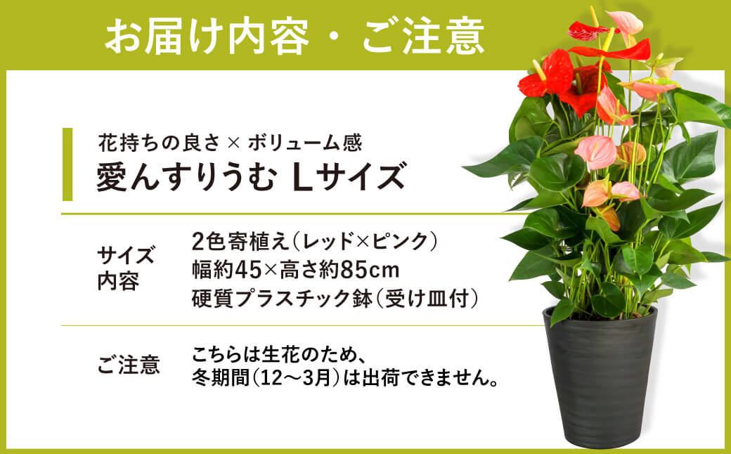 愛んすりうむ（アンスリウム）L（2株寄植え／大） 湖東フラワー 滋賀県 東近江市 C17 アンスリウム アンスリューム 観葉植物 鉢植え 花 プレゼント ギフト お祝い お供え インテリア フラワー グリーン リビング 玄関 飾り おしゃれ 手入れ簡単 長持ち 室内 贈答 滋賀県産 ボリューム 赤 桃色 2色