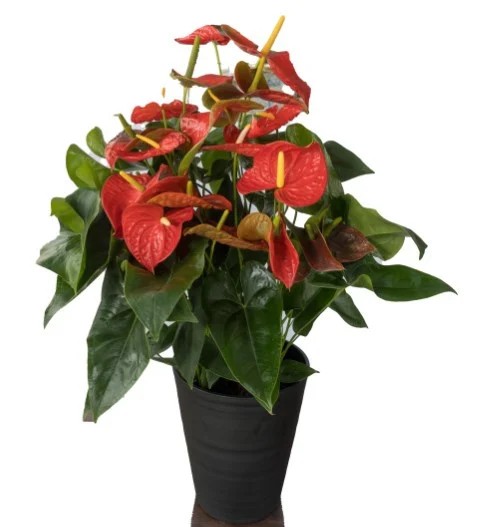 愛んすりうむ（アンスリウム） アンスリウム XL-深（3株寄植え／深鉢） 湖東フラワー 滋賀県 東近江市 D-B04 アンスリウム アンスリューム 観葉植物 鉢植え 花 プレゼント ギフト お祝い お供え インテリア フラワー グリーン リビング 玄関 飾り おしゃれ 手入れ簡単 長持ち 室内 贈答 滋賀県産 ボリューム 3株 4株 深鉢