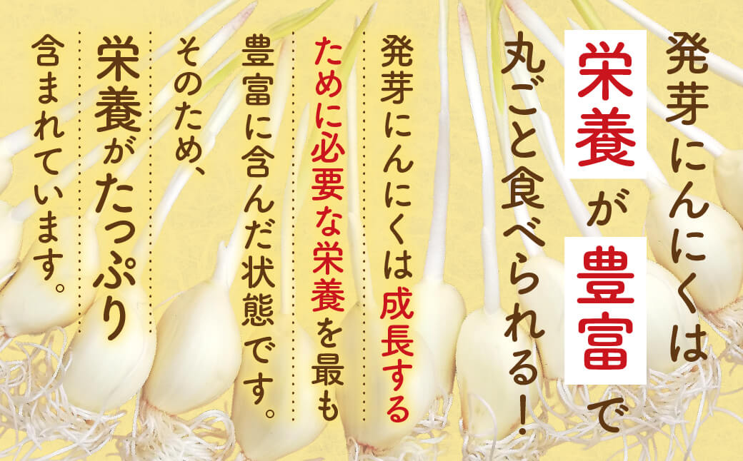 発芽にんにく6本入り1袋＋発芽にんにく味噌 甘口・ピリ辛 140ｇ1瓶ずつ 株式会社藤田電気工業（藤田農園） 滋賀県 東近江市 O-F08 発芽にんにく ひとしずく スプラウト にんにく 味噌 健康 美容 野菜 素揚げ 天ぷら ご飯のおとも ギフト プレゼント