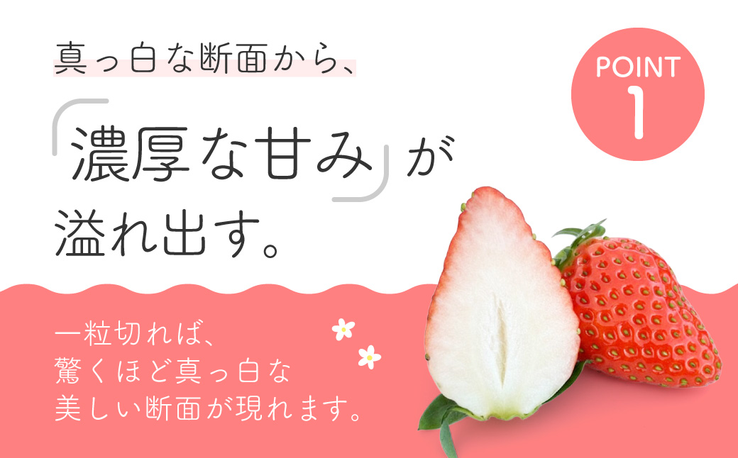いちご かおり野 250g×2 こちファーム 滋賀県 東近江市 O-G03 いちご 苺 ストロベリー かおり野 大粒 完熟 産直 甘い ブランド苺 フルーツ 果物 滋賀