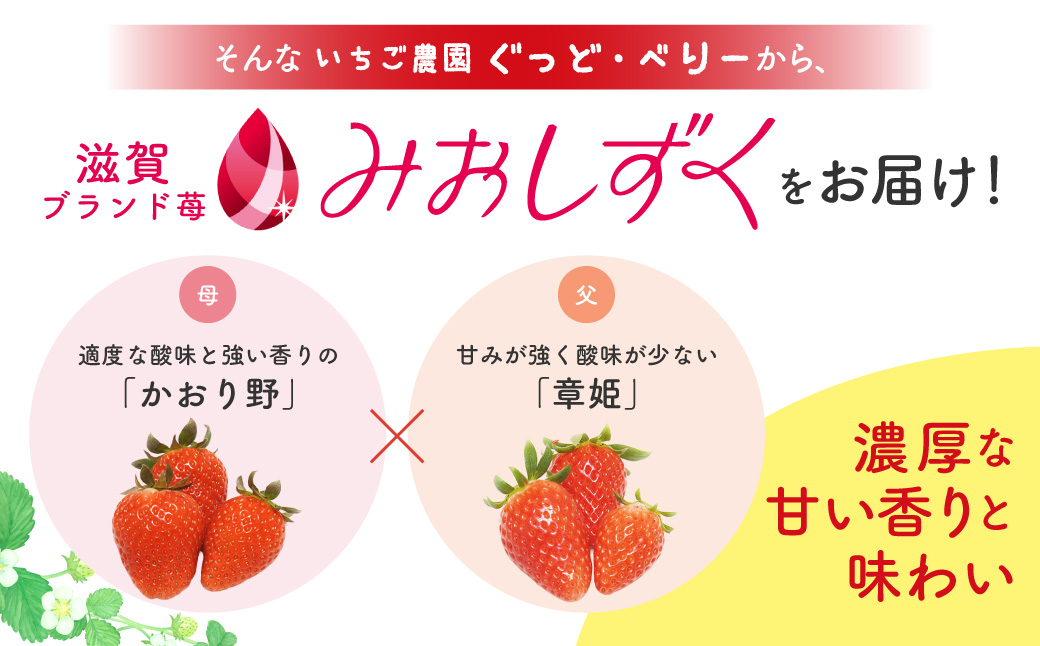 いちご2パック(みおしずく+おまかせ) いちご農園ぐっど・べりー 滋賀県 東近江市 O-G11 いちご 苺 みおしずく 滋賀県産 食べ比べ フルーツ 果物 デザート 旬 直送 取り寄せ