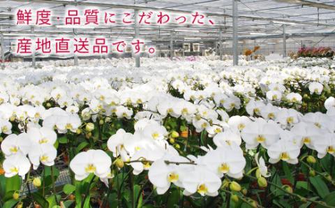 近江の胡蝶蘭 3本立ち 39輪以上 株式会社エフレボ 滋賀県 東近江市 AA06 近江 胡蝶蘭 3本立ち 39輪 花 フラワー ギフト プレゼント 贈り物 お祝い お供え 滋賀県産 産地直送