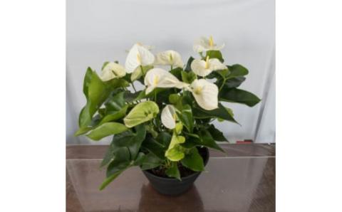 愛んすりうむ（アンスリウム）XL-浅（3株寄植え／浅鉢） 湖東フラワー 滋賀県 東近江市 D09 アンスリウム アンスリューム 観葉植物 鉢植え 花 プレゼント ギフト お祝い お供え インテリア フラワー グリーン リビング 玄関 飾り おしゃれ 手入れ簡単 長持ち 室内 贈答 滋賀県産 ボリューム 3株 浅鉢