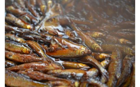 選べる佃煮セット 村井水産有限会社 滋賀県 東近江市 A-C03 佃煮 湖魚 本もろこ ウロリ ご飯のお供 お取り寄せ