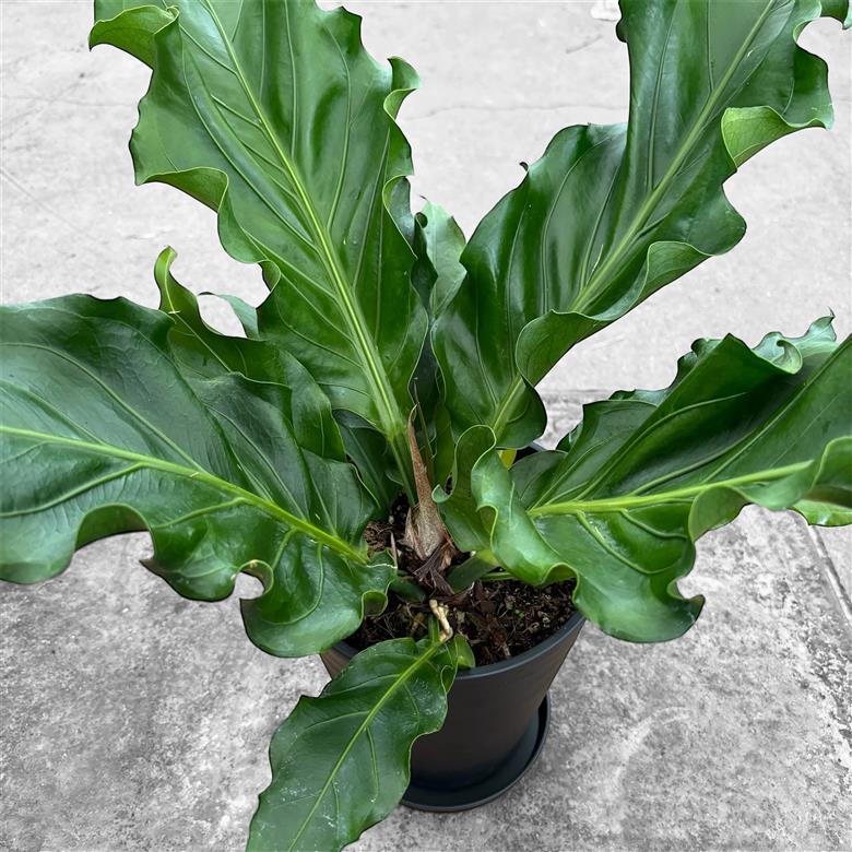 アンスリウム(アンスリューム) フーケリー 6号 湖東フラワー 滋賀県 東近江市 A-G18 アンスリウム アンスリューム 観葉植物 鉢植え 花 プレゼント ギフト お祝い お供え インテリア リビング 玄関 飾り おしゃれ 珍しい 希少 原種